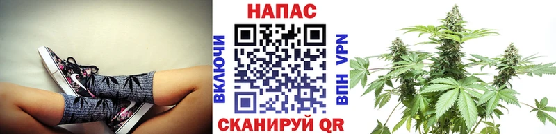 где купить наркотик  Губаха  Бошки марихуана семена 